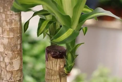 Arborele dragonului Dracaena