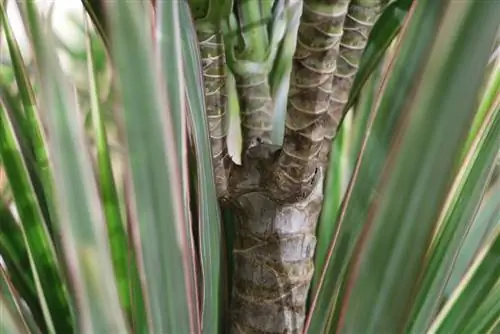 Dracaena ағашы Dracaena