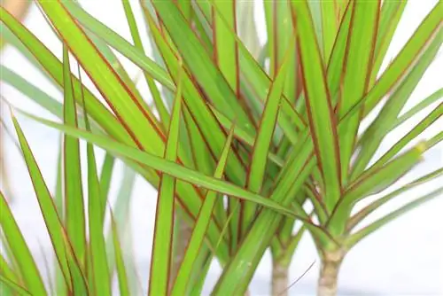 Dragetre, Dracaena – stell og forplantning