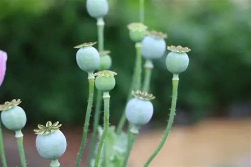 Opium papawer - Papaver somniferum