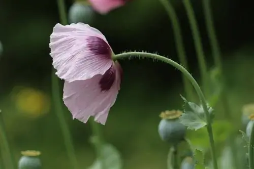 Pavot à opium - Papaver somniferum