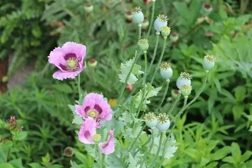 Опиум намуу, Papaver somniferum - Та хар тамхины намуу тарьж чадах уу?