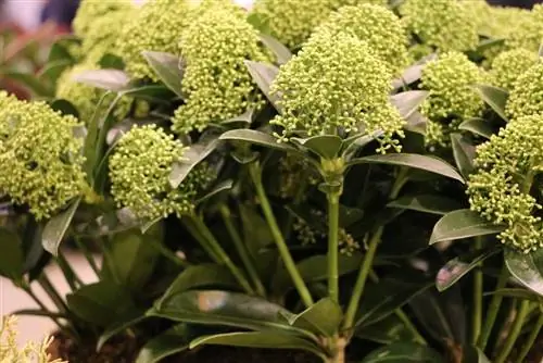 Skimmia, Skimmia japonica - saib xyuas thiab pab nrog nplooj daj