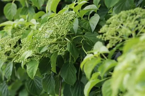 Memanjat hydrangea