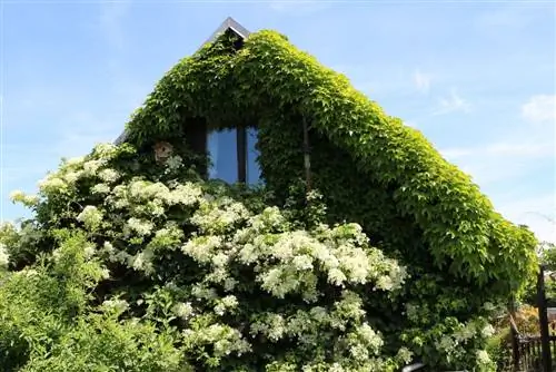 Entretien de l'hortensia grimpant dans le seau et le pot - instructions