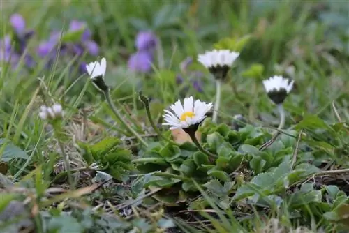 Marguerite