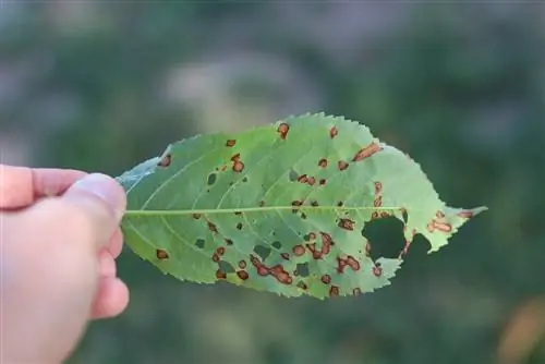 بیماری تفنگ ساچمه ای