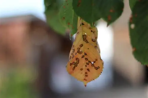 بیماری تفنگ ساچمه ای