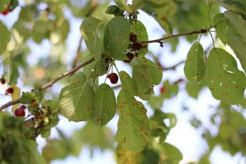 Bekämpa hagelgevärssjukdom med dessa naturliga huskurer