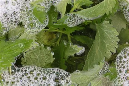 Estiércol de plantas fertilizantes de otoño