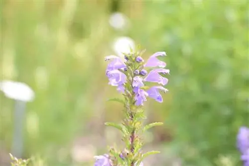 Dragonhead, Dracocephalum moldavica - cuidados e poda