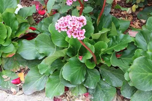 Bergenia Bergenia