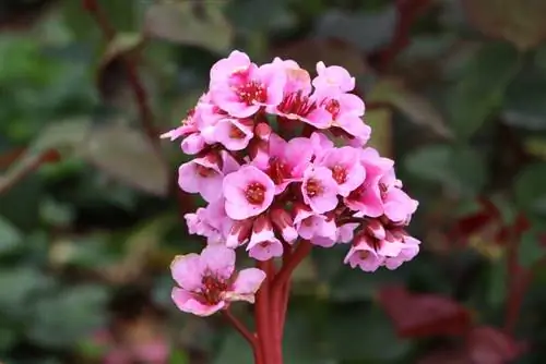 Bergenia, Bergenia - çeşitler ve bakım talimatları