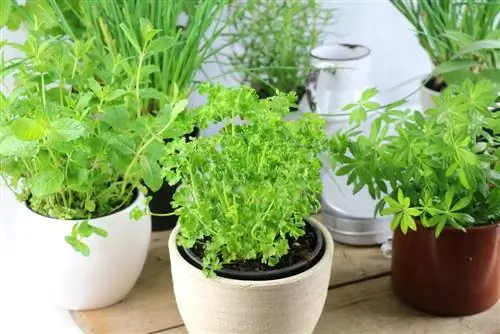 Plant kruidenpotten op de juiste manier - kies variëteiten voor het balkon