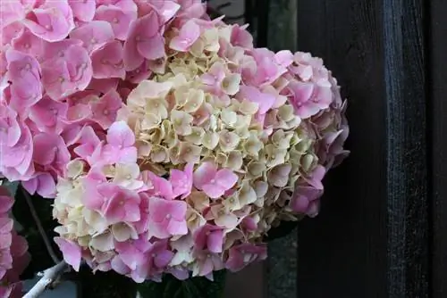 Hydrangea gübrəsi