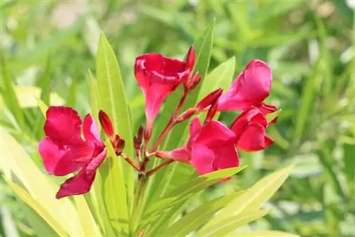 Ipalaganap ang oleander sa pamamagitan ng mga pinagputulan / mga sanga - mga tagubilin sa 7 hakbang