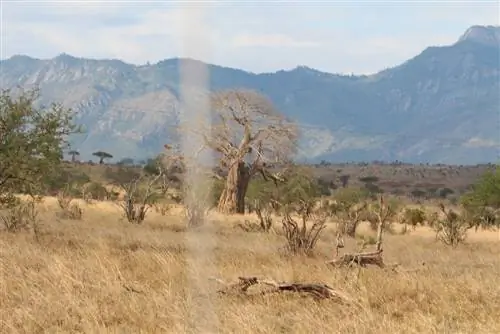 Baobab ağacı baobab