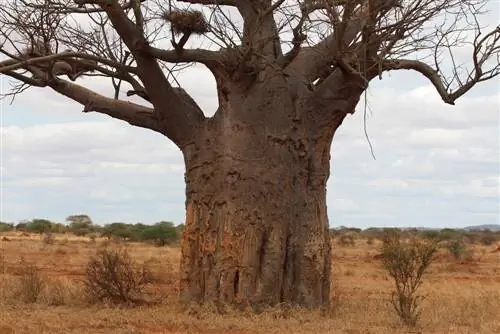 Baobab jako roślina doniczkowa – uprawa i pielęgnacja