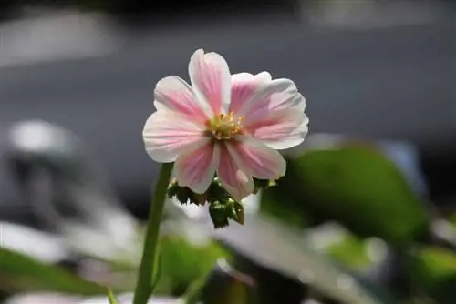 Bitterroot - ใบเลี้ยง Lewisia