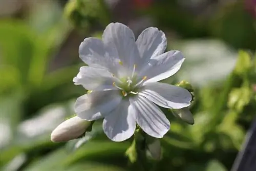 Bitterroot - ใบเลี้ยง Lewisia