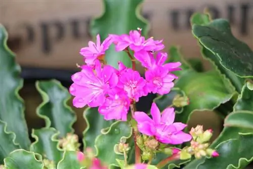 Kibejuur – Lewisia iduleht