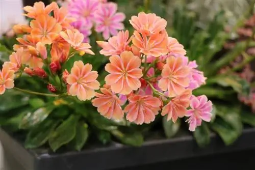 Bitterrot, porselensrose, Lewisia cotyledon - vedlikeholdsinstruksjoner