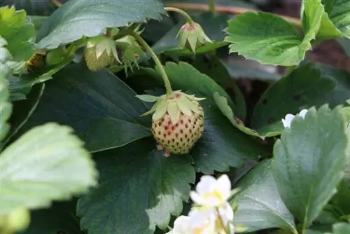 Hangende aardbeien