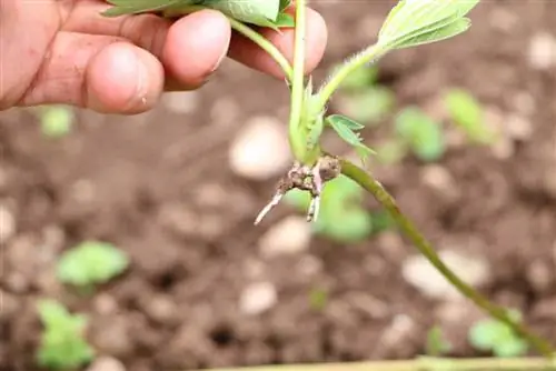 Aardbeien zinklood