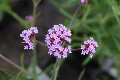 Verbena bonariensis