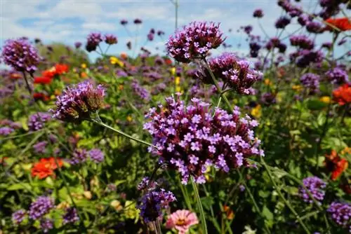 Patagonska verbena, Verbena bonariensis - navodila za nego