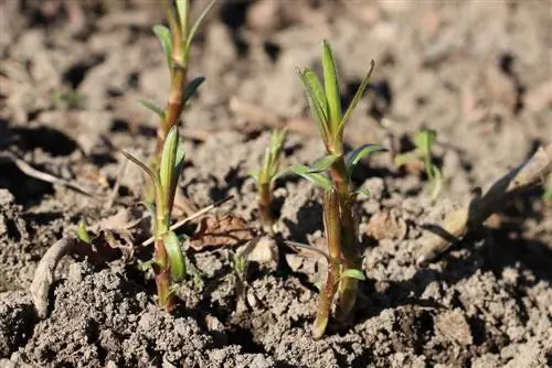 Estragon – Artemisia dracunculus