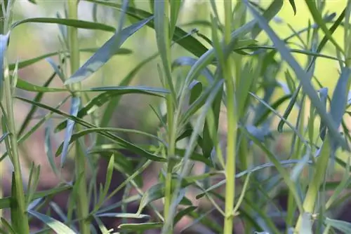 Estragão - Artemisia dracunculus