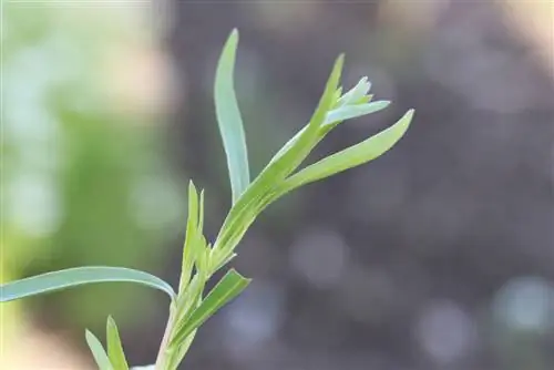 Tarragon, Artemisia dracunculus - kilimo, utunzaji na kukausha