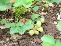 Aardbeienplanten kweken - instructies voor planten en verzorgen