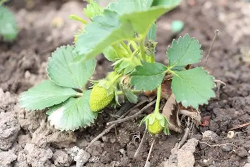 young strawberry plant