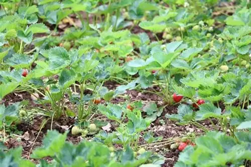 Strawberries in the garden