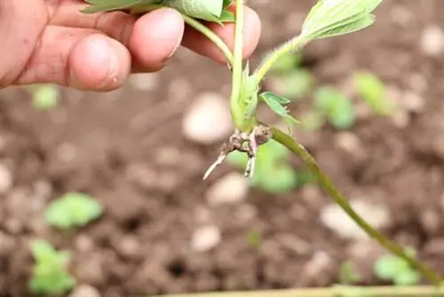 Uitlopers van aarbeiplante