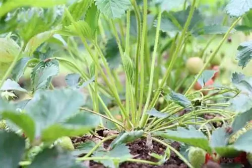 Aardbeien planten