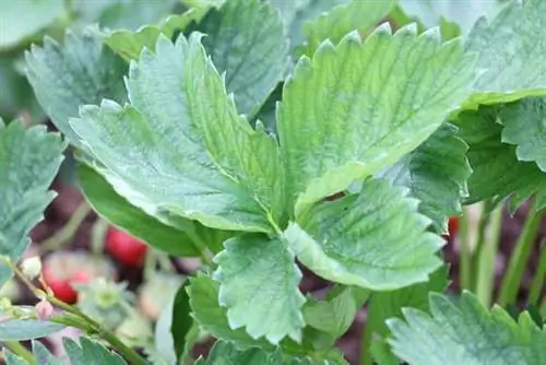 Foglie di fragola