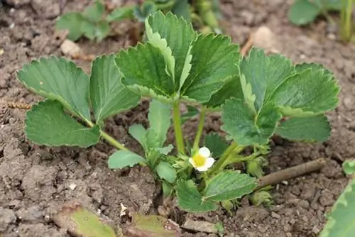 Fragole nel terreno