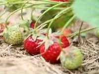 Balcony strawberries - lus qhia txog ntau yam, kev saib xyuas thiab overwintering