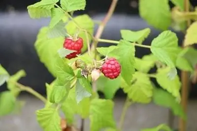 framboises fraîches