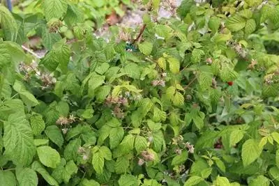 Raspberries on the bush