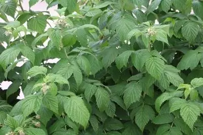 Raspberry bush