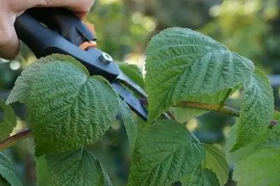 Narežite maline