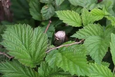 Pruning raspberries