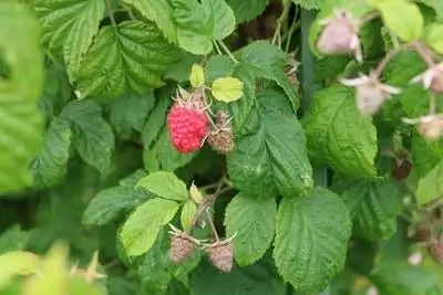 cosechar frambuesas rojas