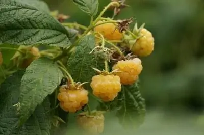 Arbusto de frambuesa: plantación, cuidado y corte