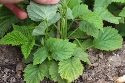 Propagate raspberries