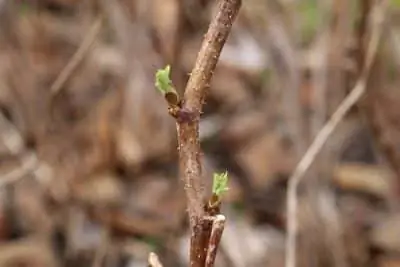 Raspberries with fresh shoots